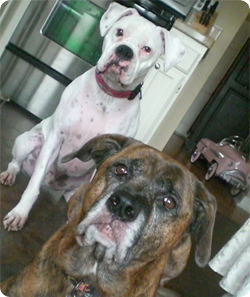 Chopper and Harley