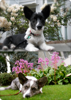 Bernie and Thunder