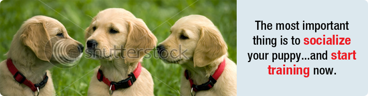 Puppy Program spotlight photo